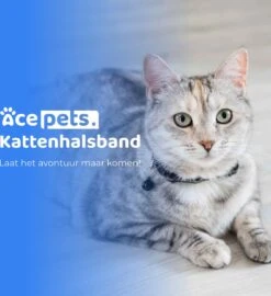 ACE Pets Reflecterende Kattenhalsband Met Veiligheidssluiting – Halsband Kat & Kitten - Met Adreskoker - Kittenhalsband & Kattenbandje Met Belletje - Zwart -Kattenbenodigdheden Winkel 1096x1200 1