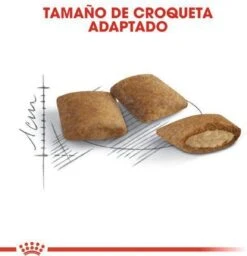 Royal Canin Ageing 12+ - Kattenvoer - 4 Kg -Kattenbenodigdheden Winkel 1156x1200