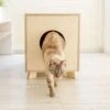 Catandwood Kattenhuis - Kattenbakcontainer - Kattenbak Ombouw - Hout -Kattenbenodigdheden Winkel 1200x1153 7