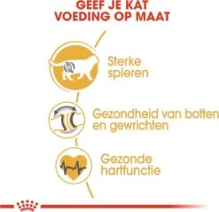 Royal Canin British Shorthair Adult - Kattenvoer - 4 Kg -Kattenbenodigdheden Winkel 1200x1159 5