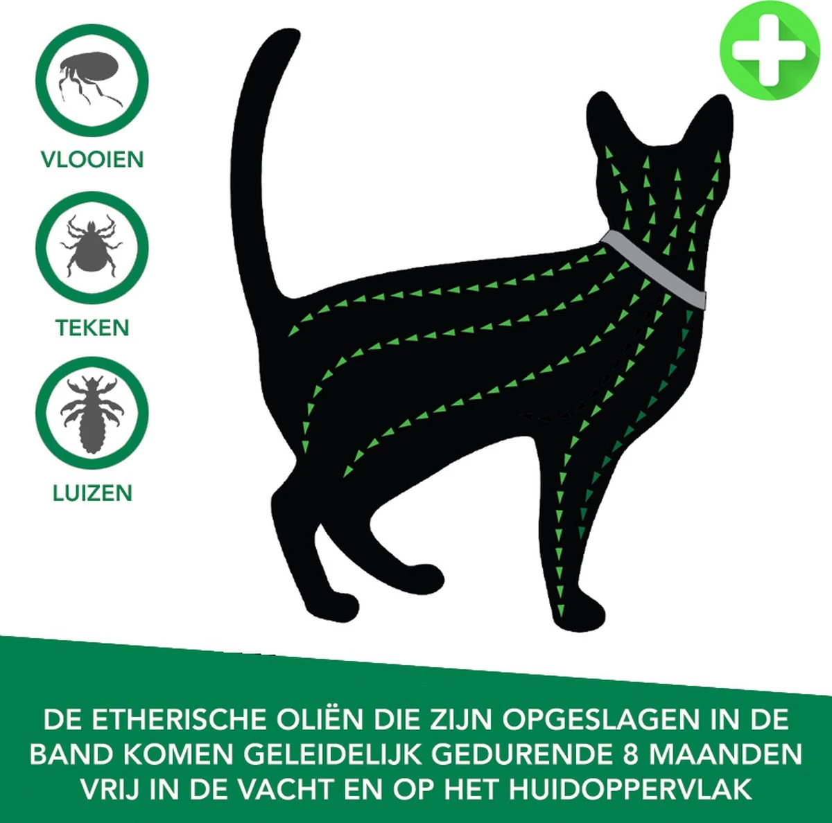 Teken- En Vlooienband Voor Katten PLUS - Natuurlijk Middel Tegen Vlooien En Teken - 100% Natuurlijk - 38,5 CM - Tot 8 Maand Werkzaam - Biologisch 6 Teken- En Vlooienband Voor Katten PLUS - Natuurlijk Middel Tegen Vlooien En Teken - 100% Natuurlijk - 38,5 CM - Tot 8 Maand Werkzaam - Biologisch - Afbeelding 4