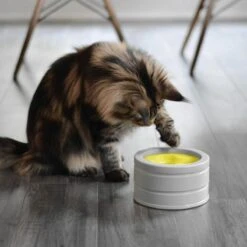 BeOneBreed Intellikatt - Slowfeeder Voor Katten - Voerpuzzel Aanbevolen Door Dierenartsen En Kattengedragsdeskundigen 15 BeOneBreed Intellikatt - Slowfeeder Voor Katten - Voerpuzzel Aanbevolen Door Dierenartsen En Kattengedragsdeskundigen -Kattenbenodigdheden Winkel 1200x1200 128