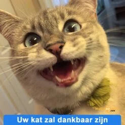 Anti-parasitaire Druppels Tegen Vlooien, Teken, Mijten En Luizen - Voor Katten Vanaf 12 Weken -Kattenbenodigdheden Winkel 1200x1200 26