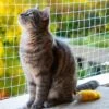 Kattennet Premium - 8 X 3M - Katten Net Voor Balkon - Transparant - Balkon Net - Makkelijk Te Monteren - Kattengaas - Gaas