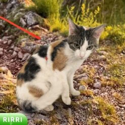 Rirri Kattenharnas Met Looplijn - Kattentuigje Met Looplijn Hoogwaardige Kwaliteit - Rood -Kattenbenodigdheden Winkel 1200x1200 397