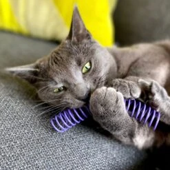 Pettadore Springs - Kattenveertjes - Kattenspeelgoed - Kattenspeeltjes - 9 Stuks -Kattenbenodigdheden Winkel 1200x1200 449