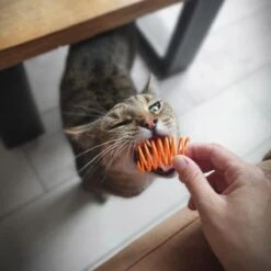 Pettadore Springs - Kattenveertjes - Kattenspeelgoed - Kattenspeeltjes - 9 Stuks -Kattenbenodigdheden Winkel 1200x1200 453