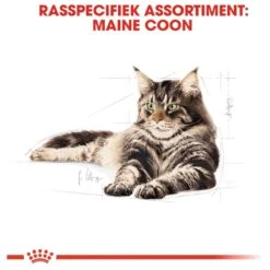 Royal Canin Maine Coon Adult - Kattenvoer - 10 Kg -Kattenbenodigdheden Winkel 1200x1200 703