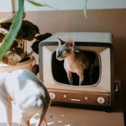 District 70 TELLY - Retro TV Krabmeubel - Instagrammable Kartonnen TV Voor Katten - 39 X 27 X 37 Cm 22 District 70 TELLY - Retro TV Krabmeubel - Instagrammable Kartonnen TV Voor Katten - 39 X 27 X 37 Cm -Kattenbenodigdheden Winkel 1200x1200 841