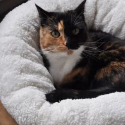 All For Paws Donut Bed – Kattenmand – Biedt Warmte En Comfort Voor Katten Of Kleine Honden – Ø 45cm – Beige – Wasbaar Met De Hand -Kattenbenodigdheden Winkel 1200x1200 858