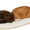 COSY AND DOZY Cat Shelf Deluxe WIT – Hangmat Kat – Maple Hout - 90 X 41 Cm - Kattenplank - Katten Muur -Kattenbenodigdheden Winkel 1200x417 3