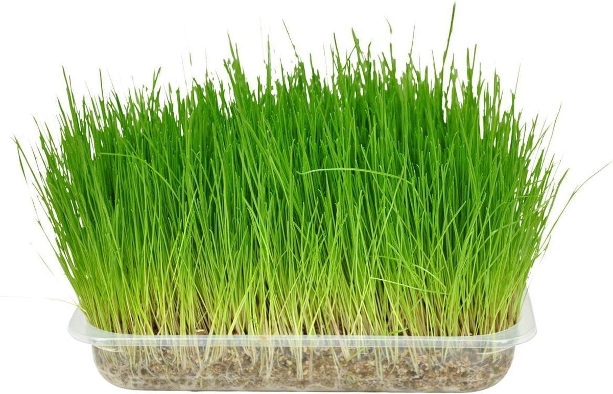 Flamingo - Kattengras - 15 X 15 X 4 Cm 3 Flamingo - Kattengras - 15 X 15 X 4 Cm