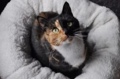 All For Paws Donut Bed – Kattenmand – Biedt Warmte En Comfort Voor Katten Of Kleine Honden – Ø 45cm – Beige – Wasbaar Met De Hand -Kattenbenodigdheden Winkel 1200x796 1