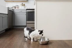 PetSafe® Seaside Stainless Steel Pet Fountain - RVS Drinkfontein Voor Katten En Kleine Honden - Water Borrelt Zacht Over De Toren - Door Het Design Van Alle Kanten Bereikbaar - 1,8 Liter - PetSafe Seaside -Kattenbenodigdheden Winkel 1200x799 1