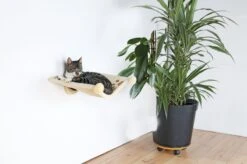 Kattenbenodigdheden Winkel 42 Kattenbenodigdheden Winkel -Kattenbenodigdheden Winkel 1200x799 7