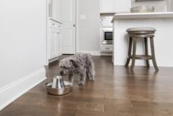 PetSafe® Seaside Stainless Steel Pet Fountain - RVS Drinkfontein Voor Katten En Kleine Honden - Water Borrelt Zacht Over De Toren - Door Het Design Van Alle Kanten Bereikbaar - 1,8 Liter - PetSafe Seaside -Kattenbenodigdheden Winkel 1200x800 4