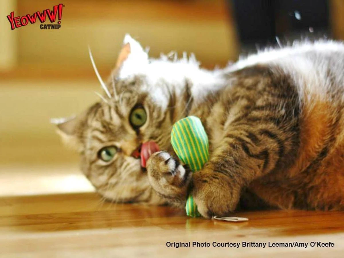 Yeowww! Stinkies Sardientje - Rood Met Sterren - 7.5 Cm - Catnip Kattenkruid ( Kattenspeeltjes ) 5 Yeowww! Stinkies Sardientje - Rood Met Sterren - 7.5 Cm - Catnip Kattenkruid ( Kattenspeeltjes ) - Afbeelding 3