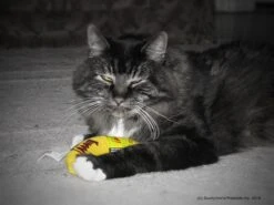 Yeowww! Chicata Banana - Speeltje Voor Katten Met Kattenkruid - De Meest Krachtige Catnip Ter Wereld – Onweerstaanbaar – Katoen – 17.7 Cm - Geel -Kattenbenodigdheden Winkel 1200x900 6