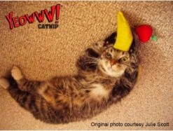 Yeowww! Chicata Banana - Speeltje Voor Katten Met Kattenkruid - De Meest Krachtige Catnip Ter Wereld – Onweerstaanbaar – Katoen – 17.7 Cm - Geel -Kattenbenodigdheden Winkel 1200x907 4