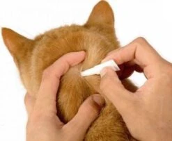 Bayer Bolfo Gold 40 Anti Vlooienmiddel - Kat - 0 Tot 4 Kg - 4 Pipetten -Kattenbenodigdheden Winkel 1200x987 1