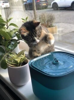 No Logo - 3L - Drinkfontein Voor Huisdieren, Water Fontein - Waterdispenser - Waterautomaat Drinkbakken 3L Voor Huisdieren Katten - Honden - Konijnen - Goud - Groen - Kattenfontein - Fontein - Drink - Bak - Drinkbak - Hond - Konijn - Kat - 2l - 1l - -Kattenbenodigdheden Winkel 899x1200 3
